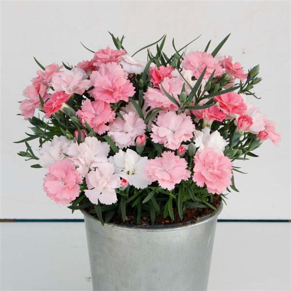 Everlast Pink to White Dianthus