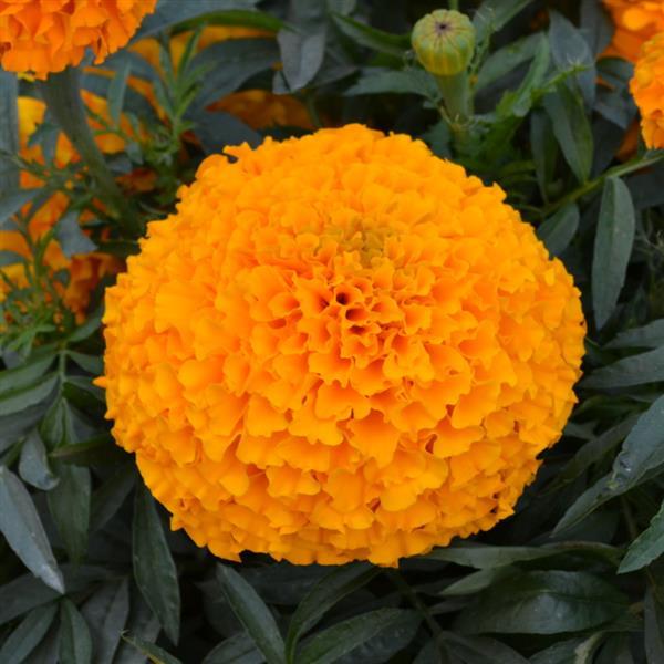 Big Duck African Marigold (Orange)