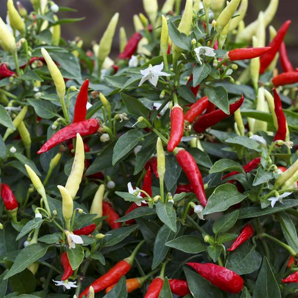 Basket of Fire Pepper