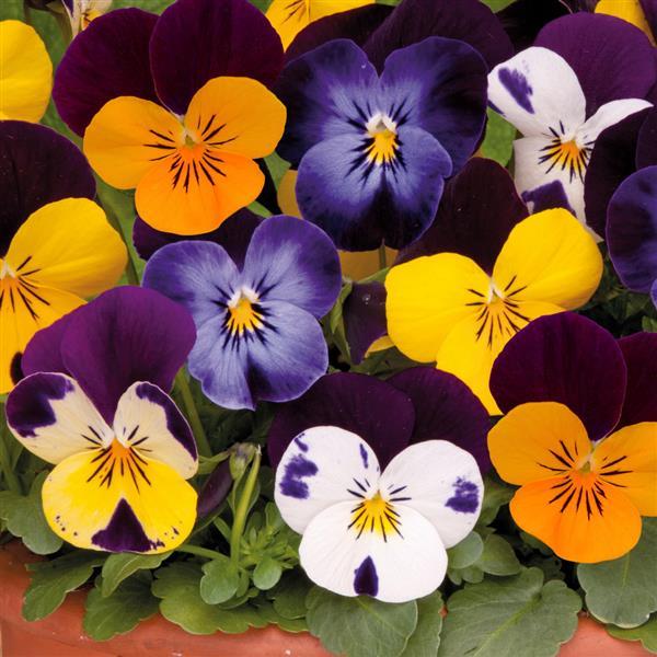 Jump Up Mix Viola