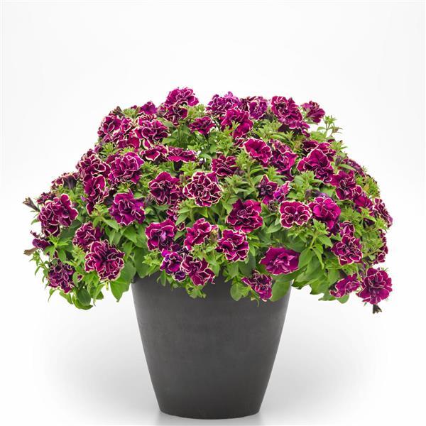 Jewel Petunia Pink Radiant Ruby