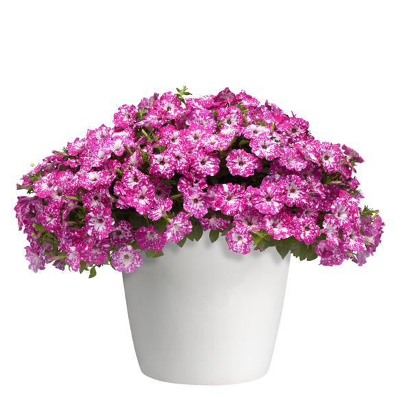 Headliner Petunia Pink Sky