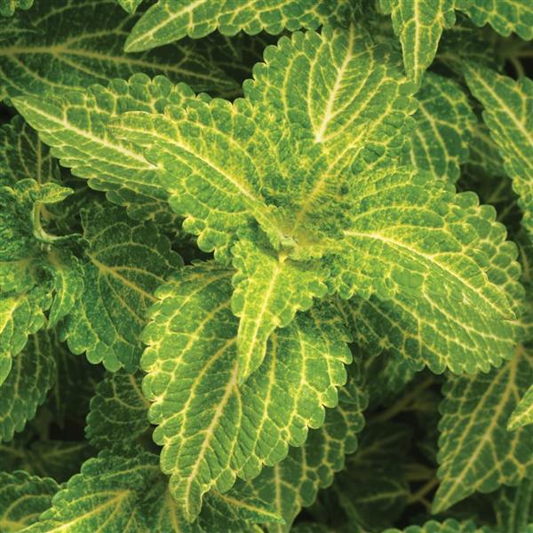 Electric Lime Coleus