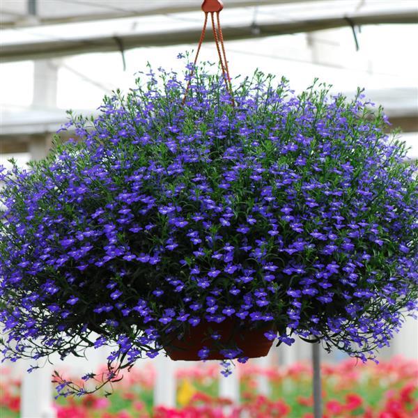 Lobelia Regatta Midnight Blue
