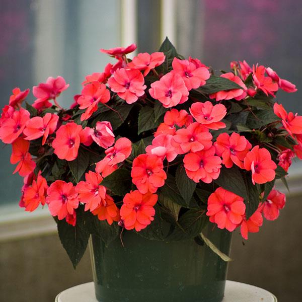 SunPatiens Compact Impatiens Deep Rose