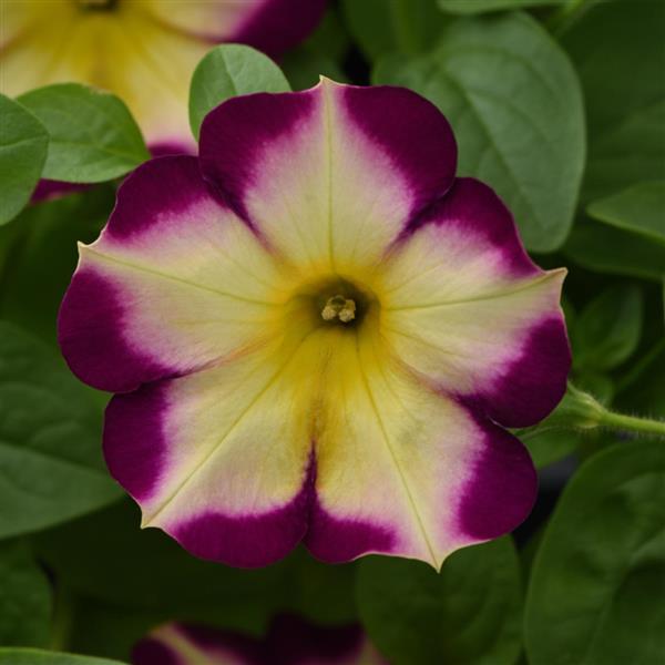 Headliner Petunia Banana Cherry