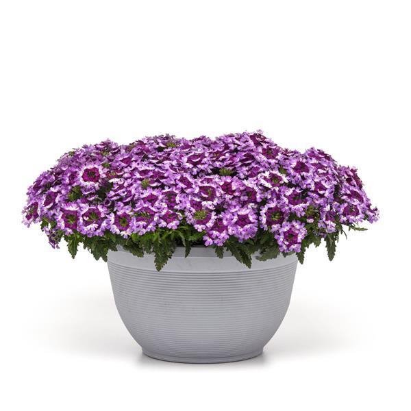 Lascar Verbena Blue White