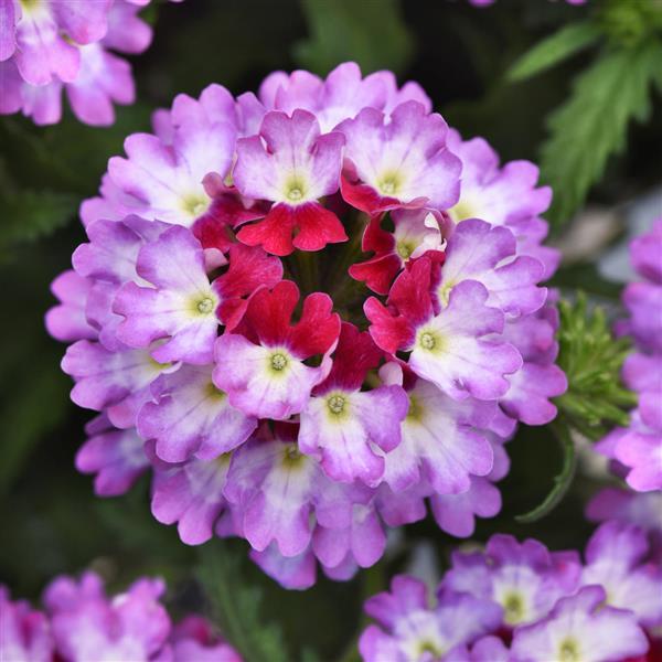 Lascar Verbena Purple White