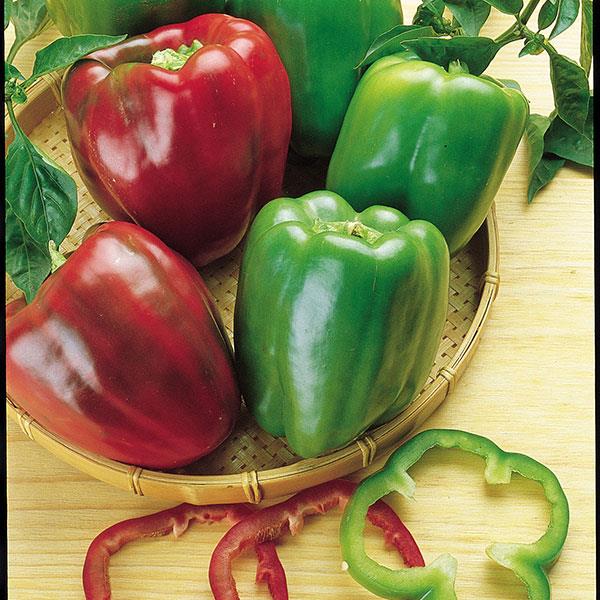 California Wonder Pepper