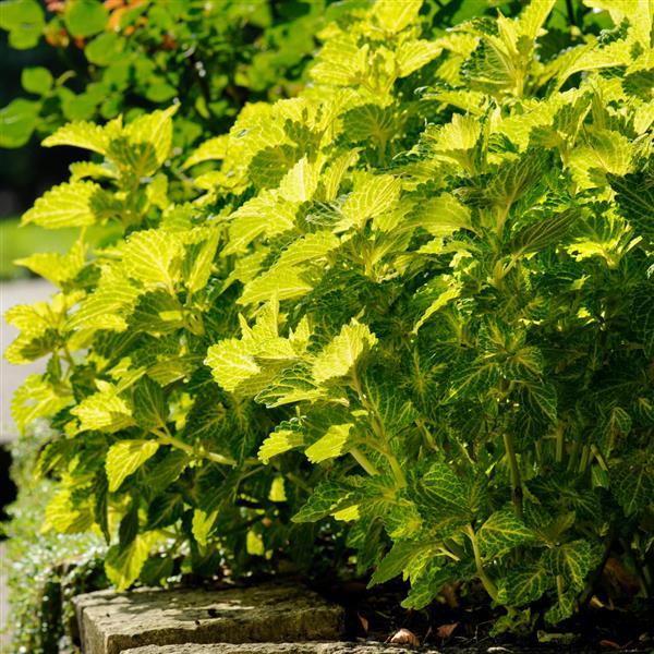 Electric Lime Coleus