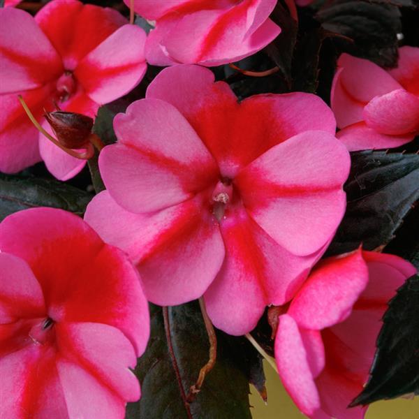 SunPatiens Compact Impatiens Red Candy