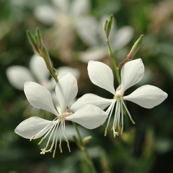 Ballerina White Gaura