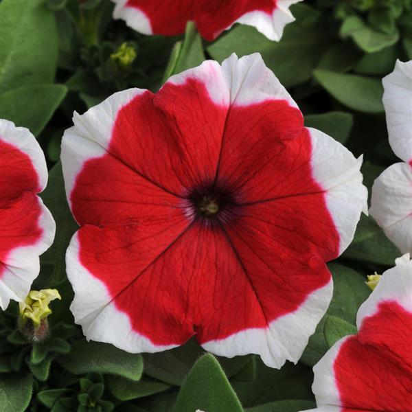 Dreams Petunia Red Picotee
