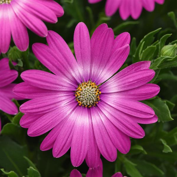 Zion Osteospermum Pink Orbit