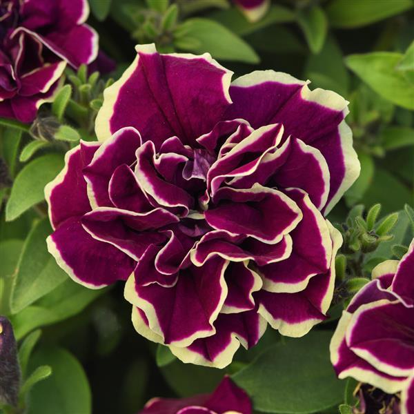Jewel Petunia Pink Radiant Ruby