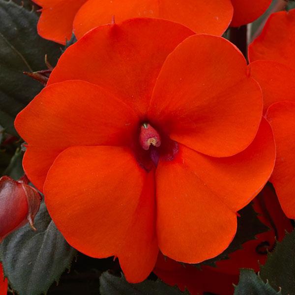 SunPatiens Compact Impatiens Hot Coral