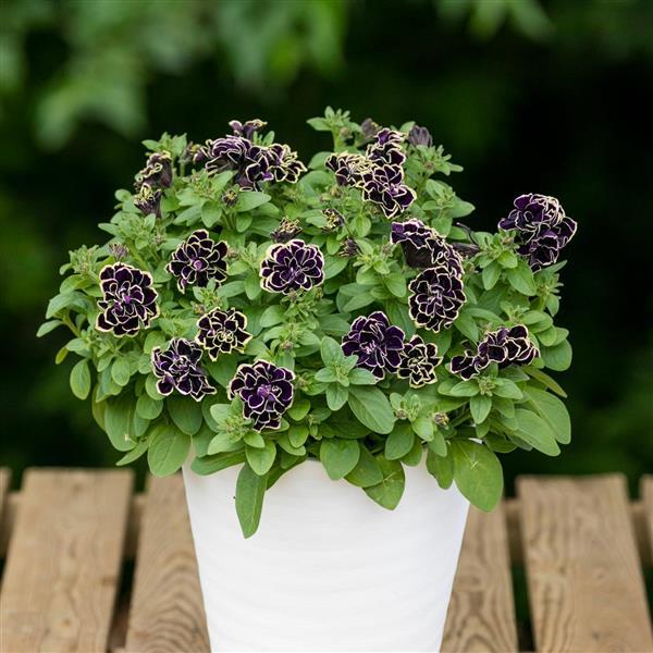 Jewel Petunia Midnight Gold