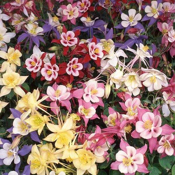 Swan Mix Columbine