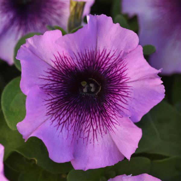 Madness Petunia Plum