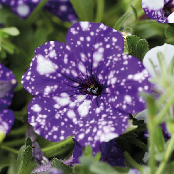 Headliner Petunia Night Sky