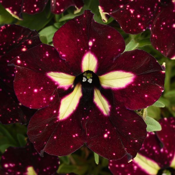 Headliner Petunia Starry Sky Burgundy