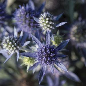 Blue Hobbit Eryngium