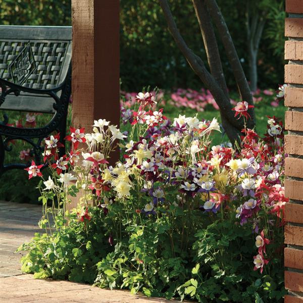 Swan Mix Columbine