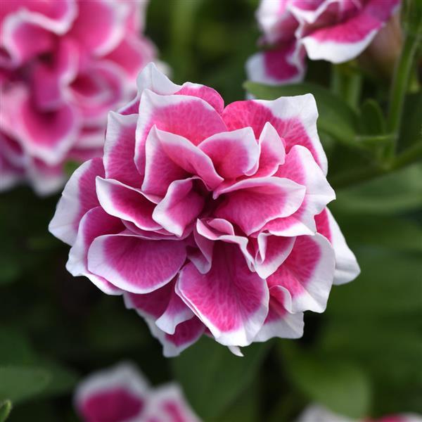 Jewel Petunia Pink Diamond