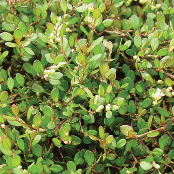 Wire Vine