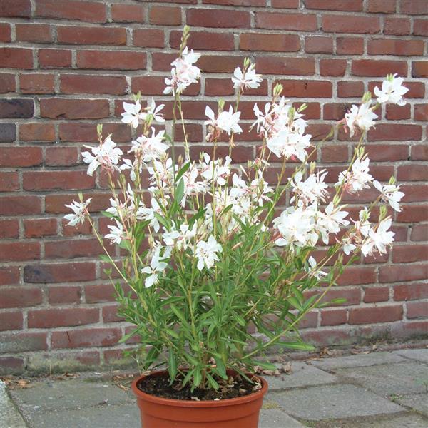 Ballerina White Gaura
