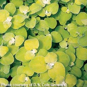 Limelight Licorice