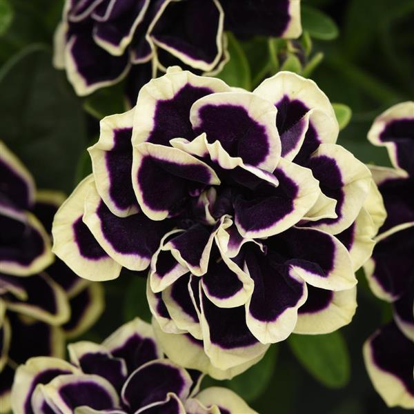 Jewel Petunia Midnight Gold
