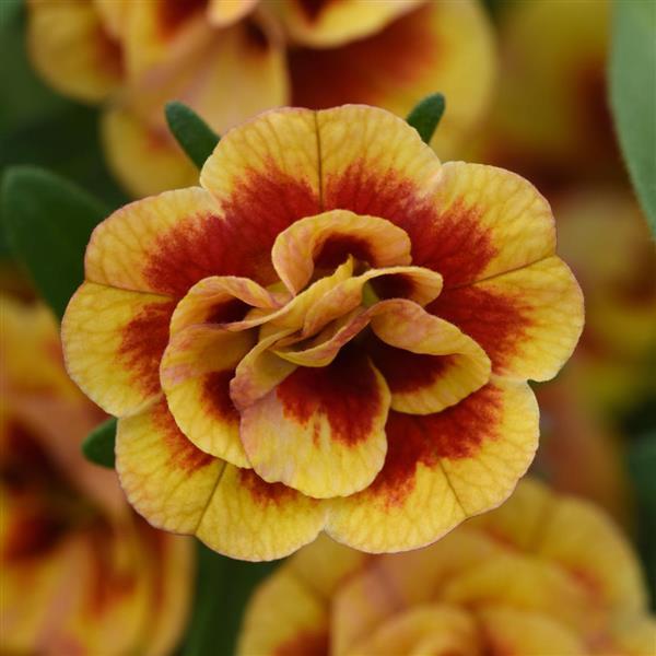 MiniFamous Neo Double Calibrachoa Orangetastic
