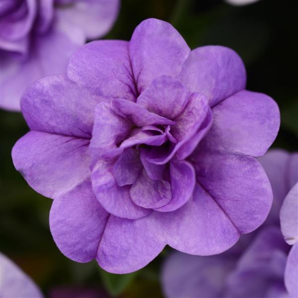MiniFamous Neo Double Calibrachoa Silver Blue