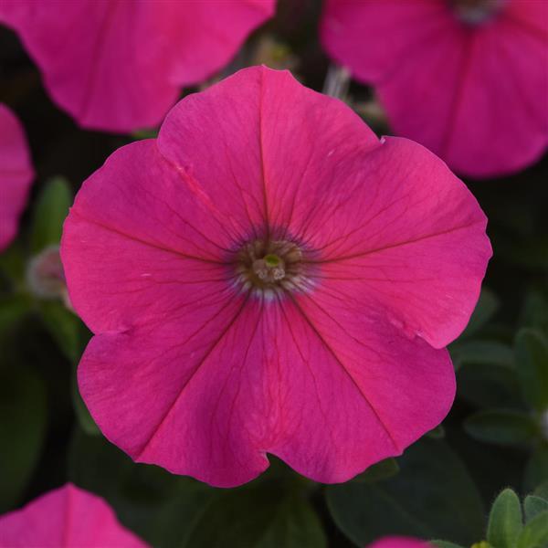 Madness Petunia Rose