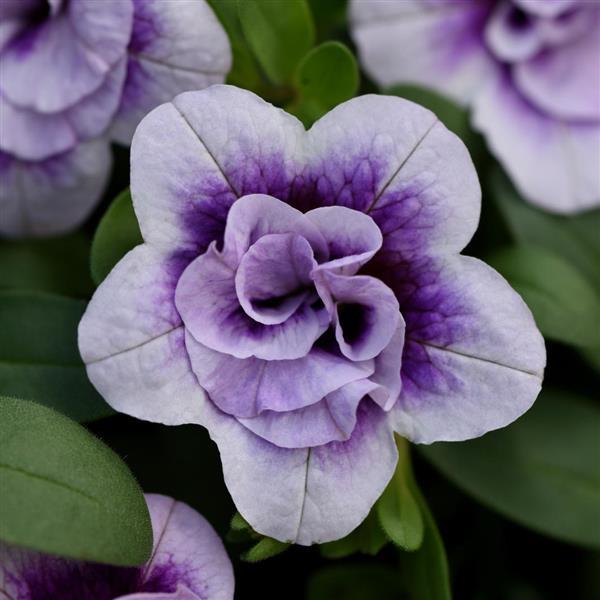 MiniFamous Neo Double Calibrachoa Plumtastic