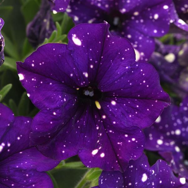 Headliner Petunia Violet Sky