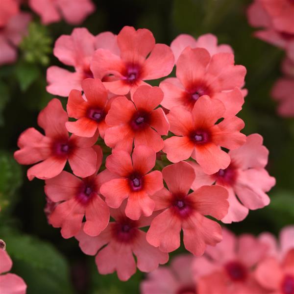 Lascar Verbena Mango Orange