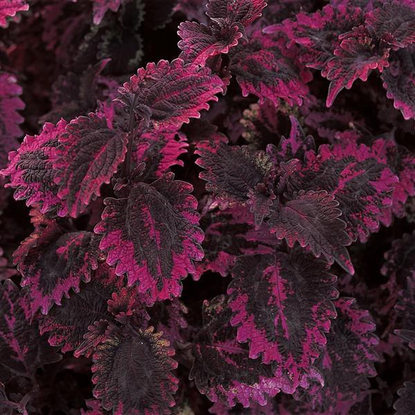 Florida Sun Rose Coleus