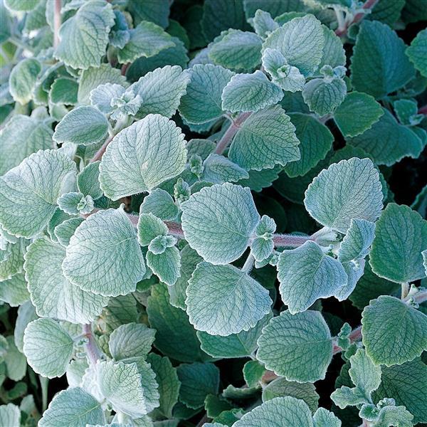 Nicolleta Plectranthus (Swedish Ivy)