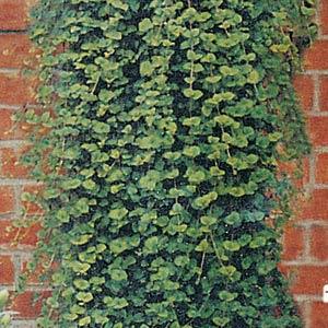 Indian Mint