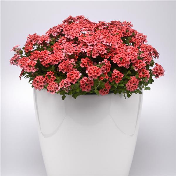 Lascar Verbena Mango Orange
