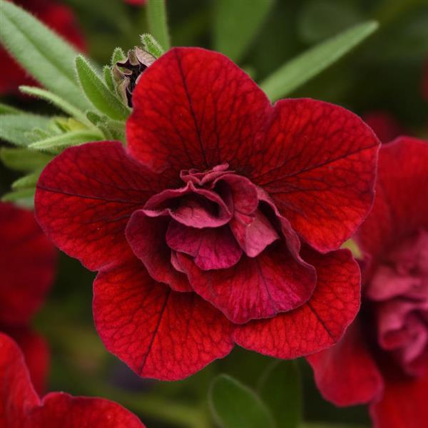 MiniFamous Neo Double Calibrachoa Red