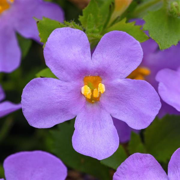 MegaCopa Bacopa (Blue)