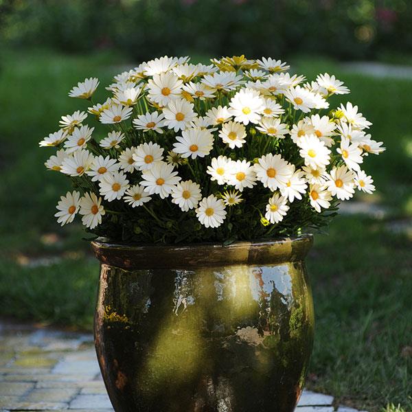 Voltage Osteospermum White