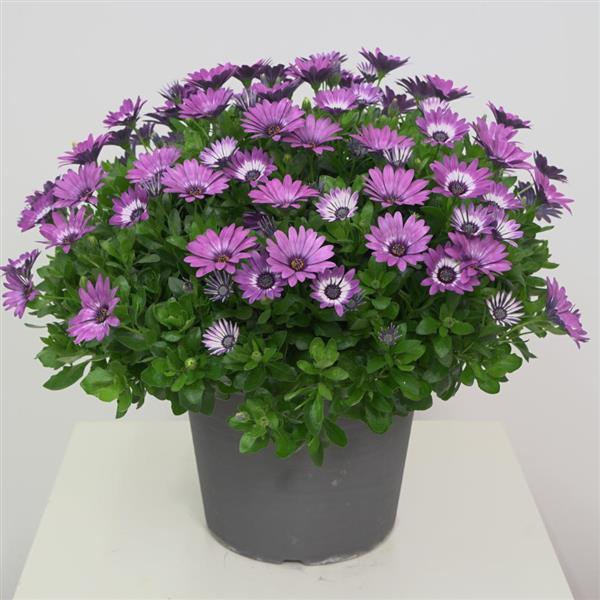 Zion Osteospermum Violet Feather