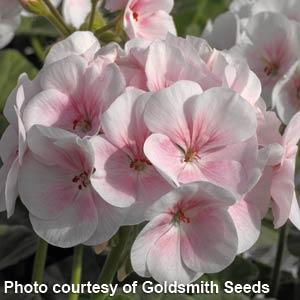 Appleblossom Maverick Geranium