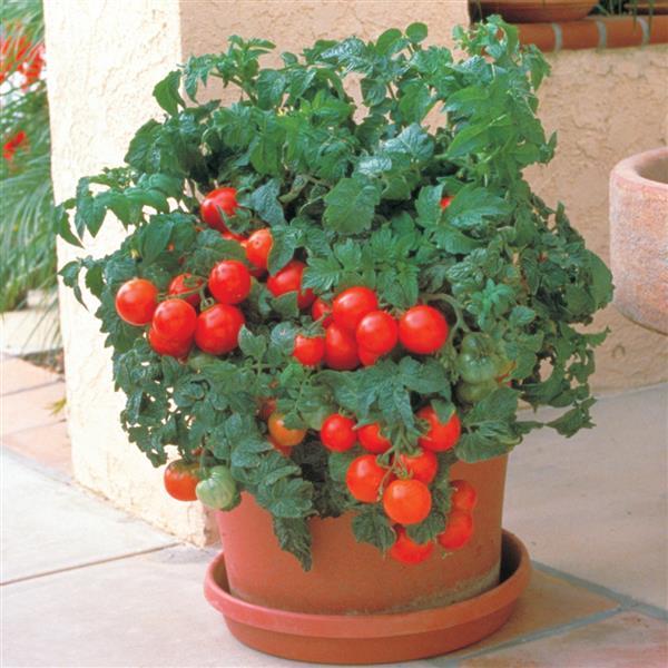 Patio Tomato