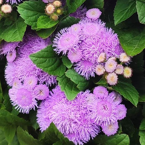 Kona Blue Ageratum