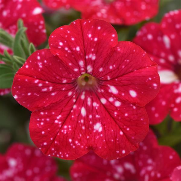 Headliner Petunia Strawberry Sky